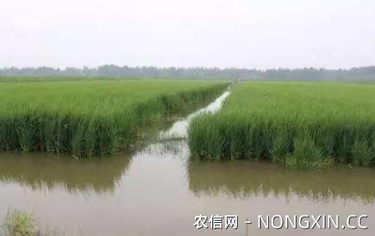小龙虾养殖稻田中怎么挖沟，附稻田选择与挖沟方法