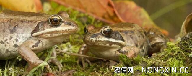 林蛙寿命多长，林蛙可以活多长时间