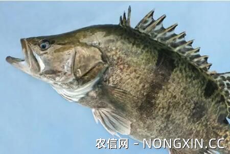 五大鳜鱼品种介绍，翘嘴鳜和大眼鳜各有什么特点