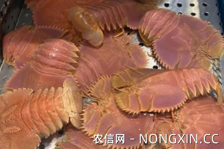 琵琶虾是国家保护动物吗？