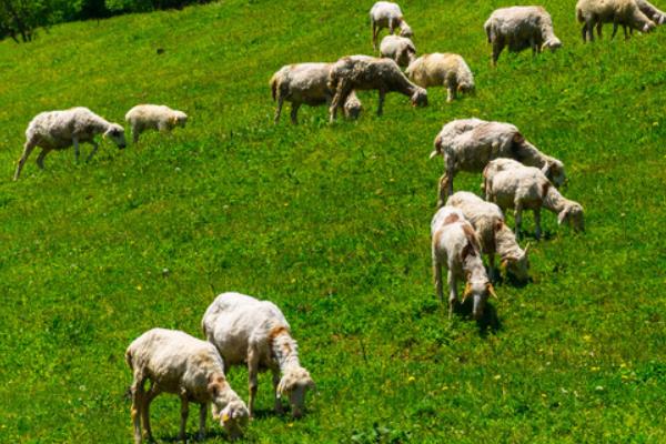 一亩牧草能养多少牛或羊 每头牛的食物消耗量计算