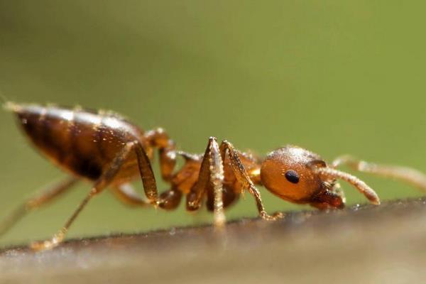 蚂蚁养殖的市场前景