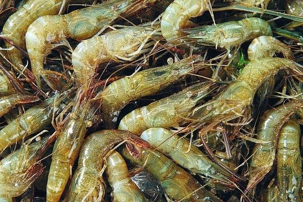 河虾养殖需要什么条件