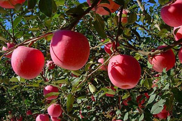 秦冠苹果和富士苹果的区别是什么（哪个好吃） 红富士苹果对人的身体有什么好处