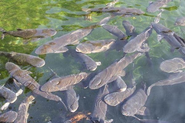黑鱼的池塘高密度单养方法