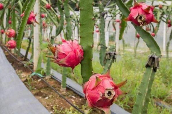 火龙果种植教程，附种植技术和管理方法