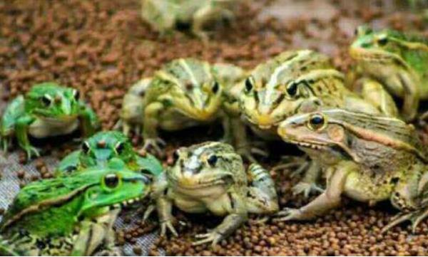 青蛙养殖技术及场地建造方法 青蛙养殖一亩要多少钱