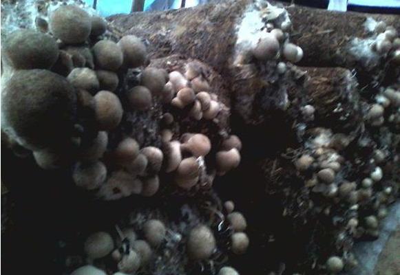 草菇怎么种 草菇种植技术
