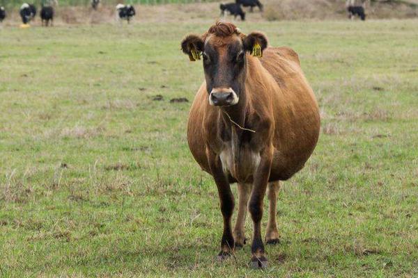 母牛怀孕手摸方法，怎么能看出来？几个月乳房会变大？