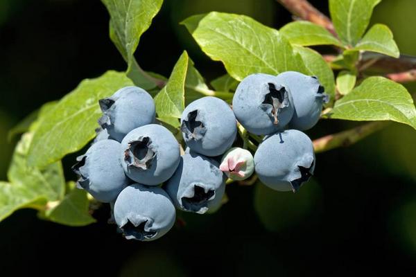 什么是蓝莓