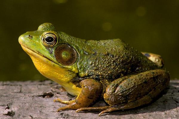 浅析石蛙的繁殖习性