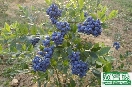 蓝莓种植的园地选择及定植方法