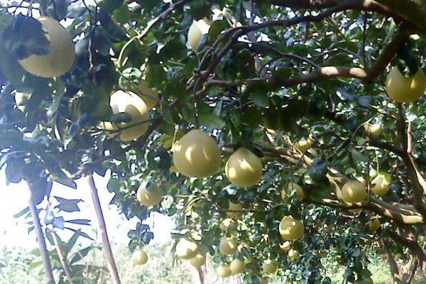 柚子种植时间