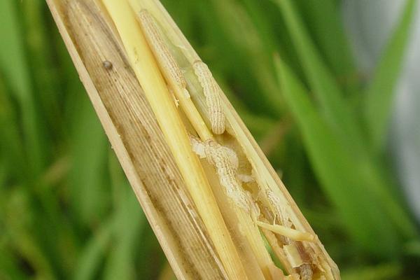 水稻二化螟防治时间是什么时候？