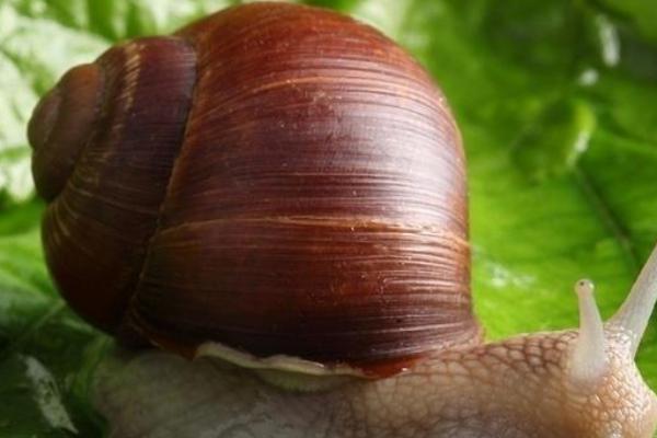 蜗牛有毒吗？