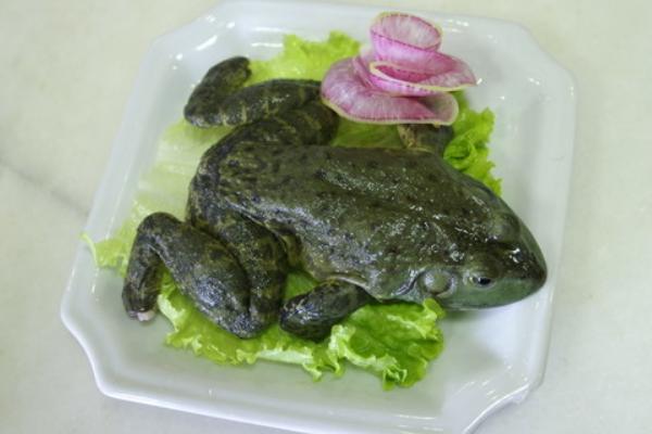 牛蛙怎么做好吃？