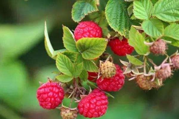 树莓苗怎么种 树莓种植技术