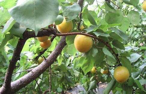 杏树的栽培技术