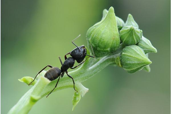 丝瓜上有蚂蚁怎么办？