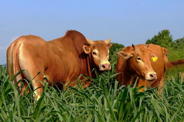 鲁西黄牛牛苗市场价格多少钱一头 鲁西黄牛多少钱一斤