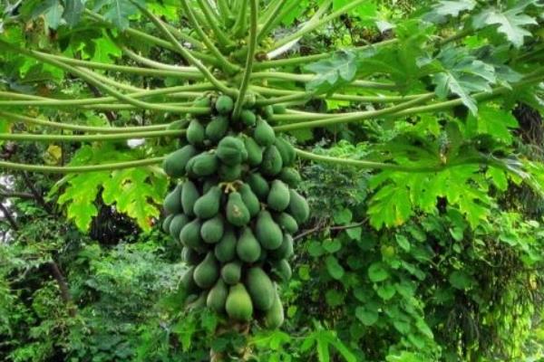 种木瓜的繁殖方法