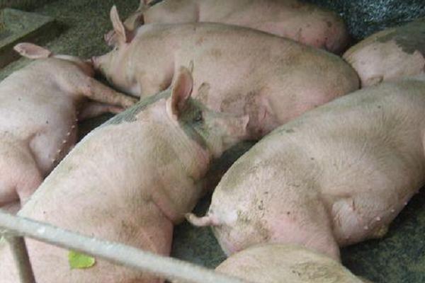 得了非洲猪瘟的养殖场还能养猪吗