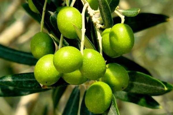 一亩油橄榄能收入多少钱（产量多少斤），需投资多少钱