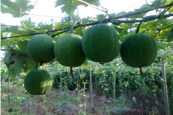 瓜蒌怎么栽培能高产