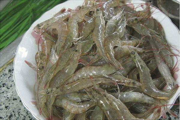 野生河虾价格多少钱一斤