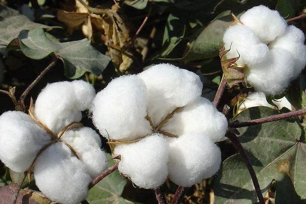 棉花价格多少钱一斤？