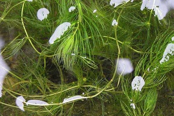 水葫芦和金鱼藻的相同点和不同点是什么 金鱼藻是什么