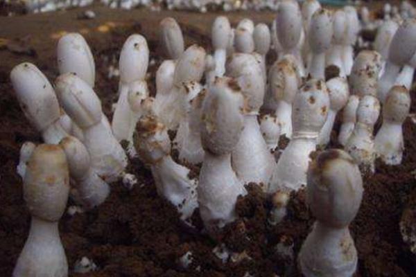 鸡腿菇种植技术 鸡腿菇生长周期