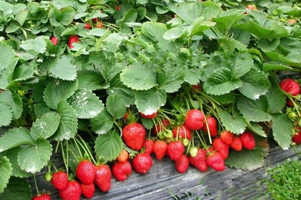 教你如何大棚种草莓