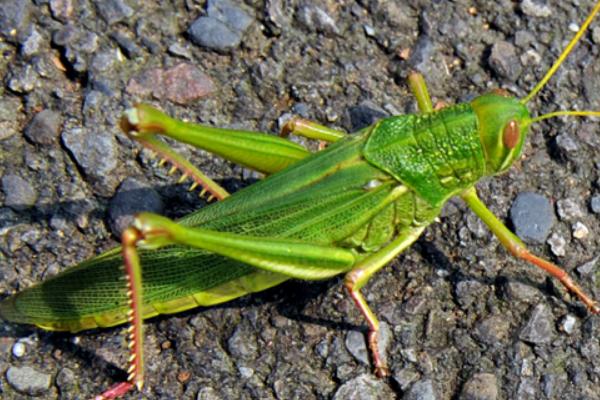最大的蝗虫是什么品种？