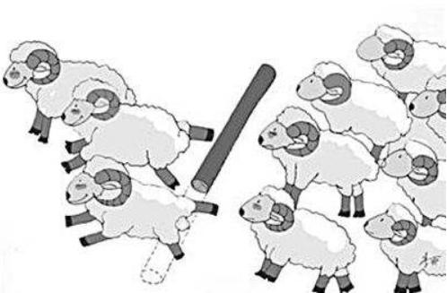 什么是羊群效应 羊群行为的原因
