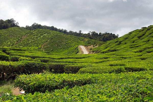 10亩茶叶利润有多少，10亩茶园需要投资多少成本