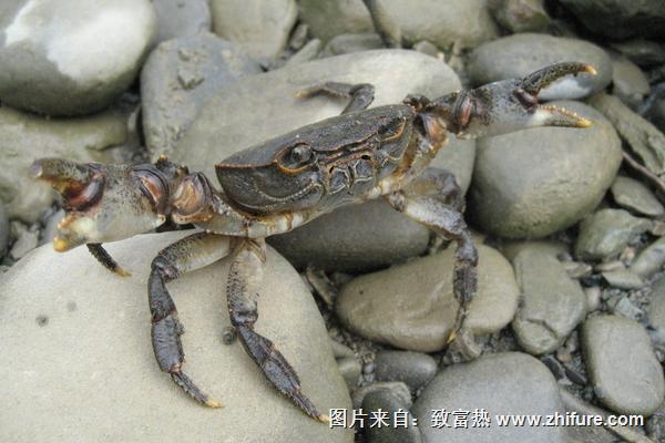 河蟹和海蟹的区别是什么？