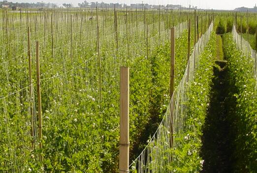 2017种植荷兰豆的前景和市场价格行情