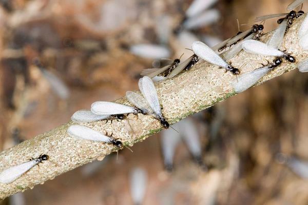 白蚂蚁怎么消灭？