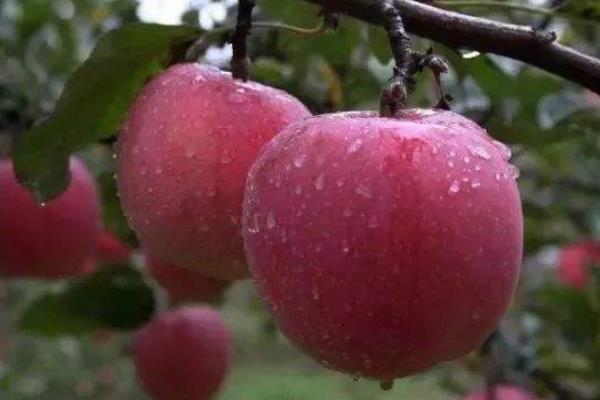 陕西洛川苹果多钱一斤？陕西洛川苹果好吃吗（附介绍）