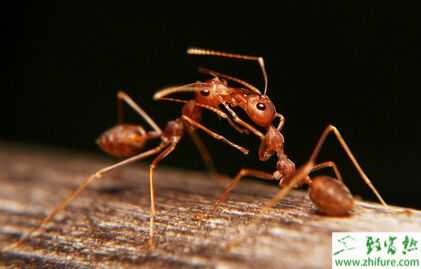 2015养蚂蚁赚钱吗？2015蚂蚁养殖前景及市场价格分析