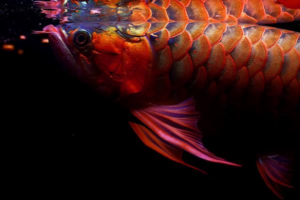 红龙鱼怎么养 养红龙鱼注意事项