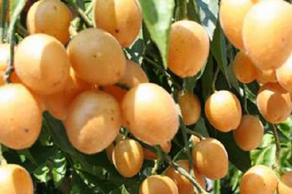 黄皮果树苗市场价格多少钱一棵 黄皮果树的种植方法