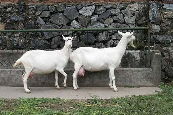 西农萨能奶山羊市场价格多少钱一只 西农萨能奶山羊养殖前景