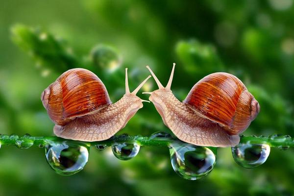蜗牛是不是昆虫 蜗牛怎么分公母