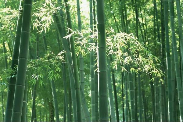 竹子市场价格多少钱一吨 竹子怎么种植