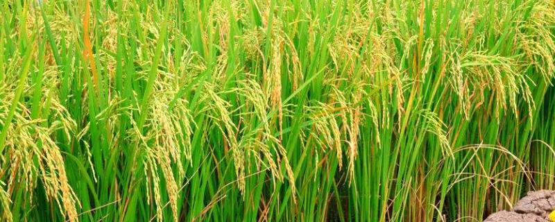 水稻白穗是怎么回事，如何防治