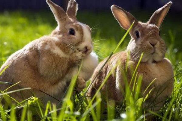 为什么老人不让养兔子 养兔子迷信说法大全