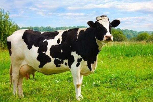 养奶牛的有国家补贴吗？补贴政策都有哪些？