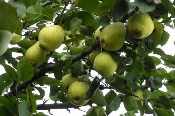 种梨树搞好梨树拉枝促进早结丰产